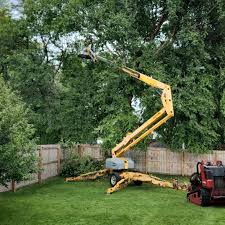 Professional Tree Care in Stanley, NC