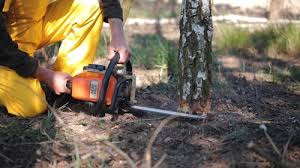 Best Tree and Shrub Care  in Stanley, NC