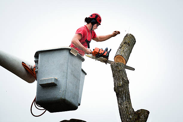 How Our Tree Care Process Works  in  Stanley, NC